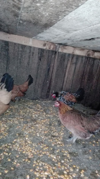 p14 - Gainile mele pitice 4