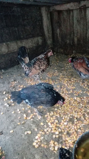 p15 - Gainile mele pitice 4