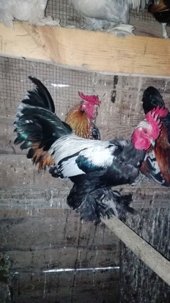 p16 - Gainile mele pitice 4