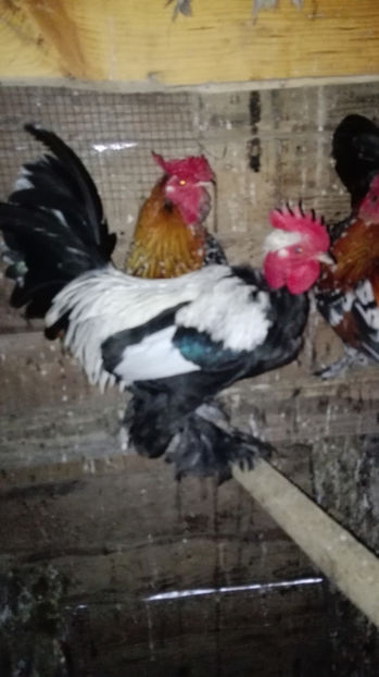 p18 - Gainile mele pitice 4