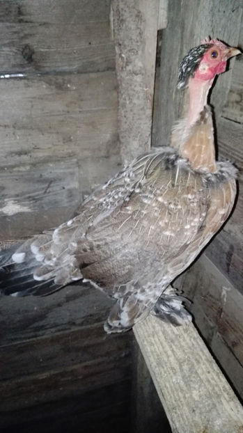 p19 - Gainile mele pitice 4