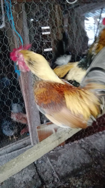 p20 - Gainile mele pitice 4