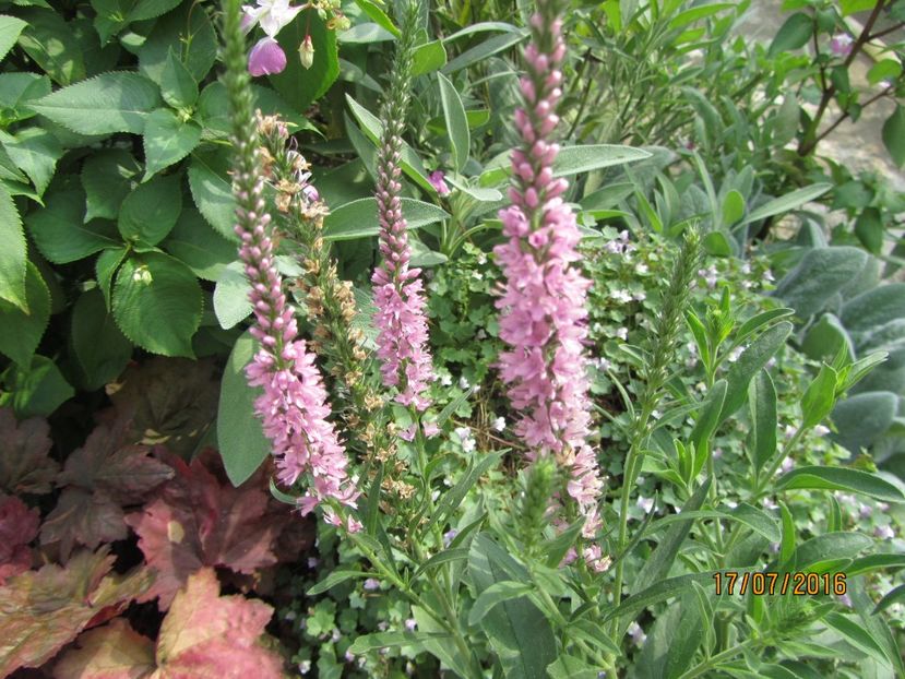 Veronica (2) - 2 vara