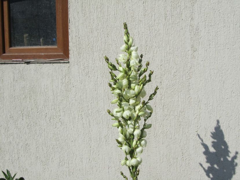 Yucca filamentosa - 2 vara