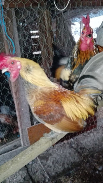 p21 - Gainile mele pitice 4