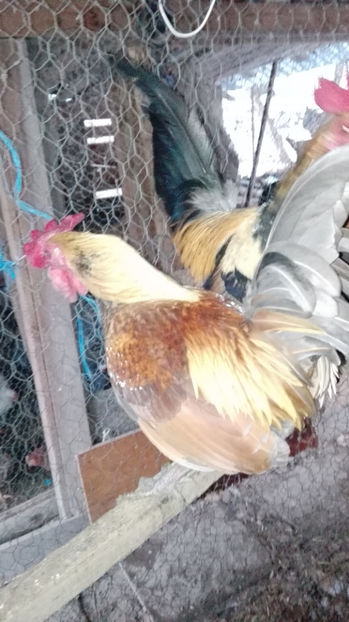 p22 - Gainile mele pitice 4