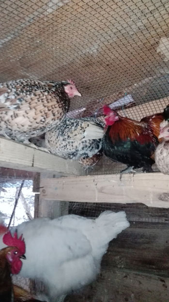 p24 - Gainile mele pitice 4