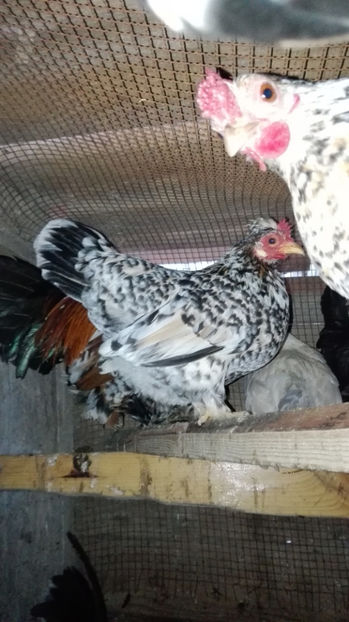 p25 - Gainile mele pitice 4