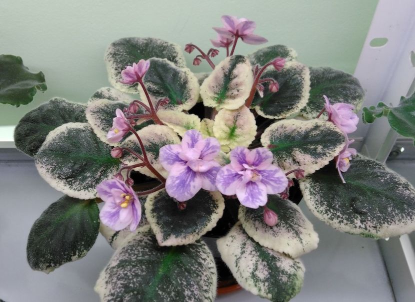 01.02.2017 - Ma s Wicked Witch