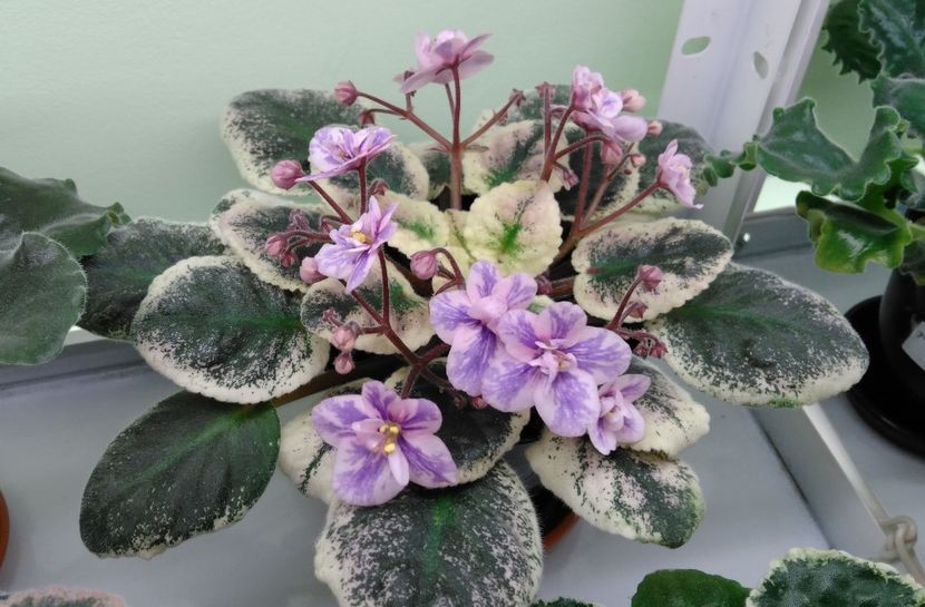 05.02 - Ma s Wicked Witch