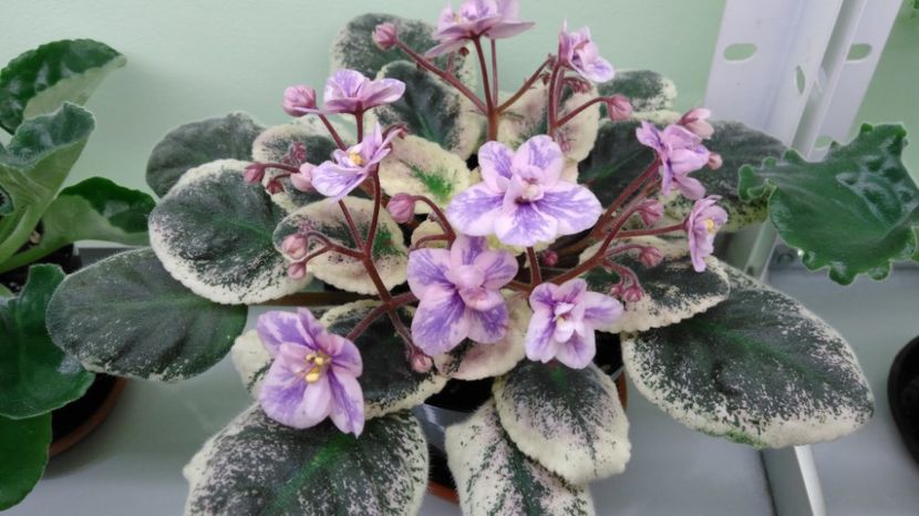 6.02 - Ma s Wicked Witch