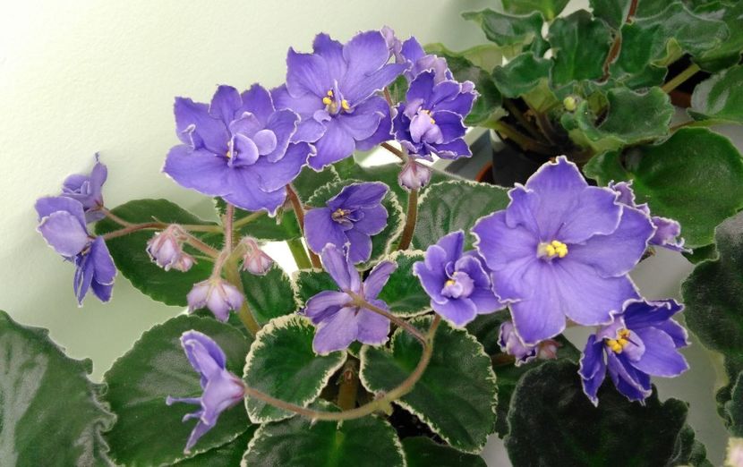  - Sansoucy Coco -sport 2017