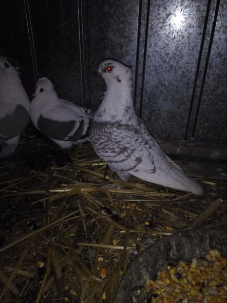  - 2h Satineti linie noua