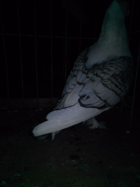  - 2h Satineti linie noua