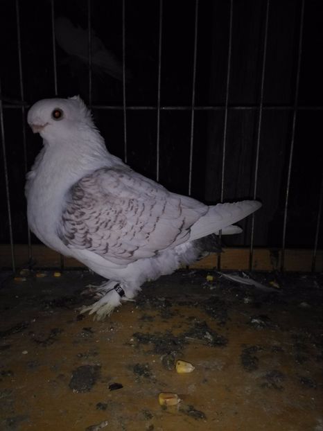  - 2h Satineti linie noua