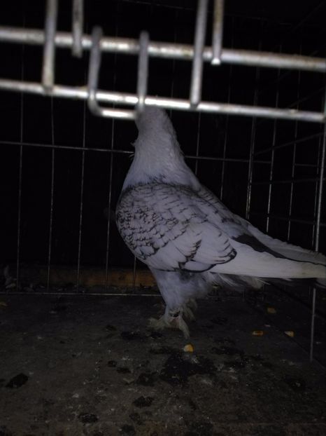  - 2h Satineti linie noua