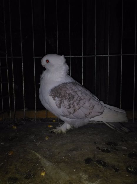  - 2h Satineti linie noua