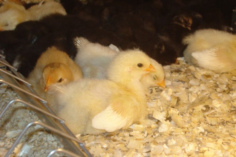  - PUI - TINERET 2017 - SERIA 1