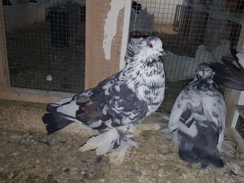 M 2015 - 2 DE VANZARE