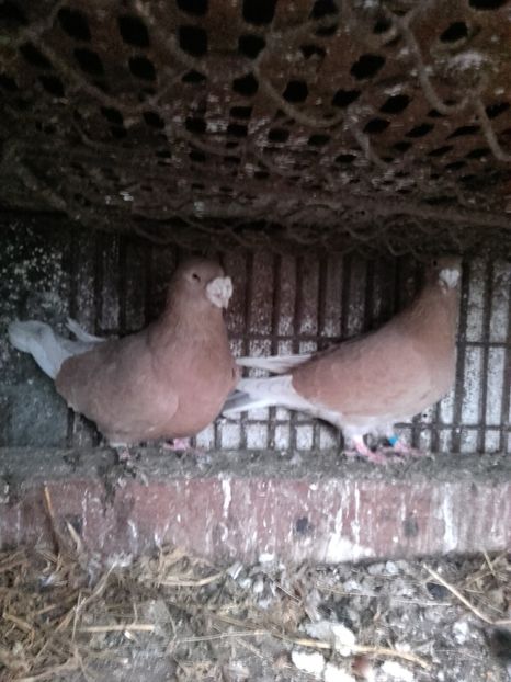  - Perechi noi pt 2017