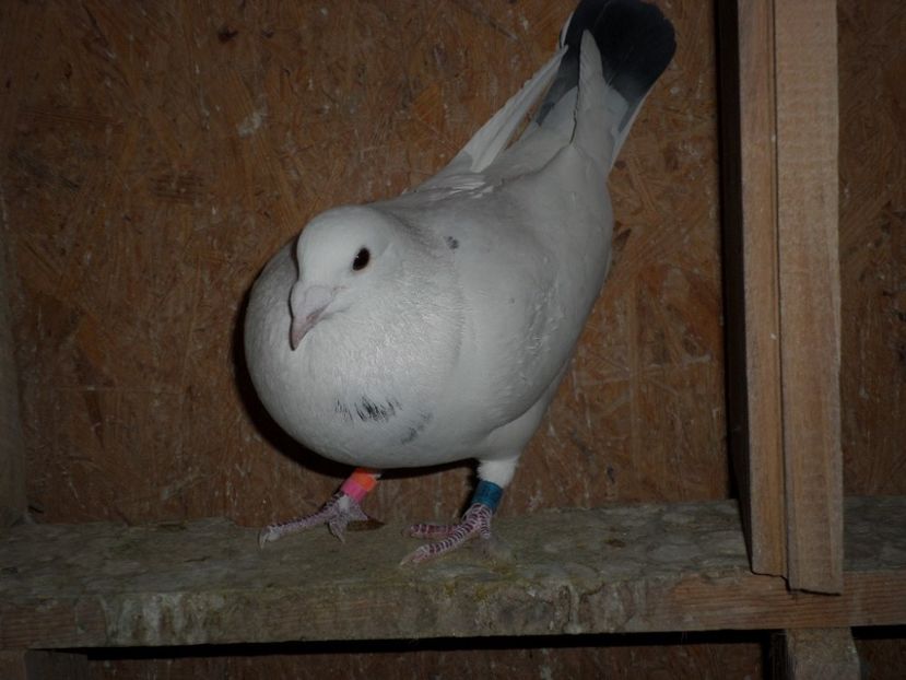 SAM_5665 - porumbei 2017