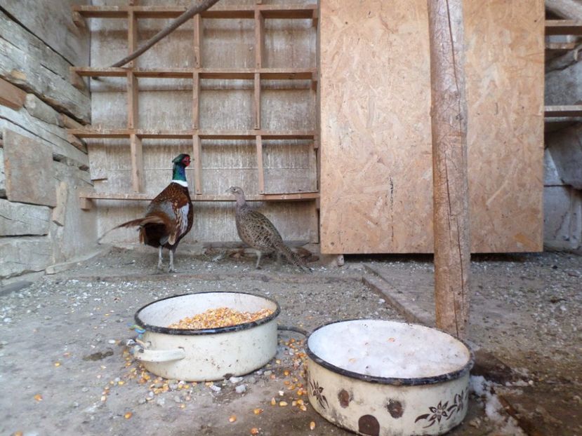 SAM_5731 - porumbei 2017