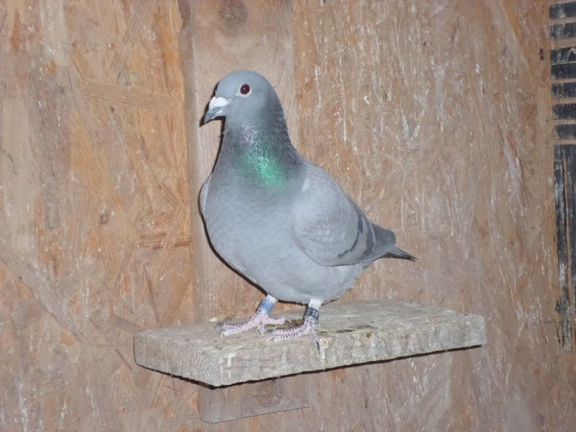 SAM_5748 - porumbei 2017