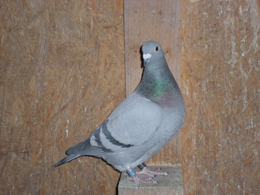 SAM_5756 - porumbei 2017