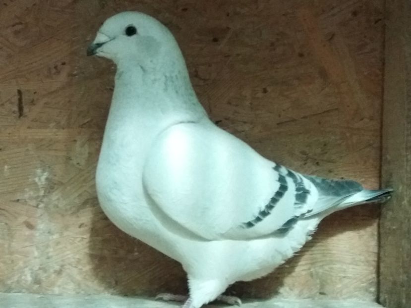 F.2016 - Femele 2017