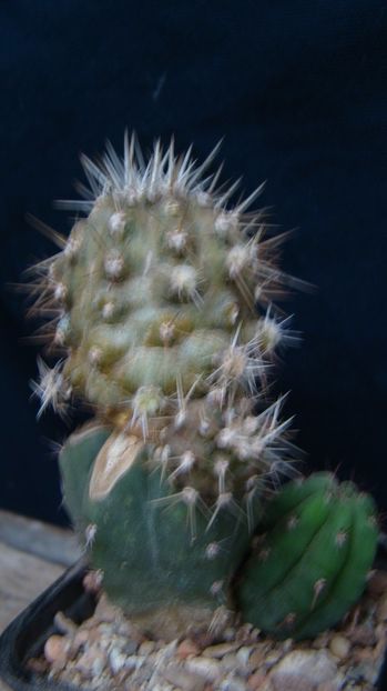 Copiapoa cinerea v. albispina - Copiapoa