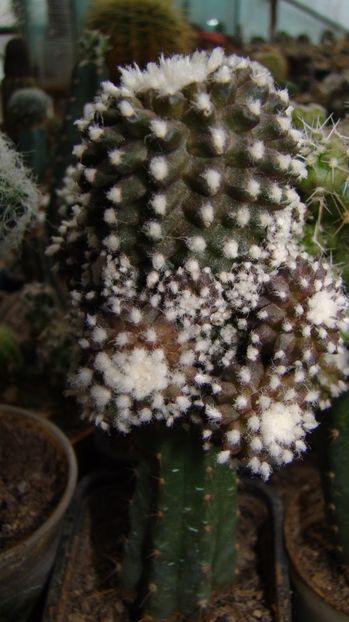 Copiapoa tenuissima f. monstrosa superclon - Copiapoa