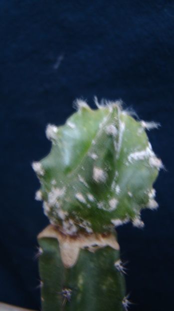 Astrophytum myriostigma cv. Hakuun - nudum - Astrophytum
