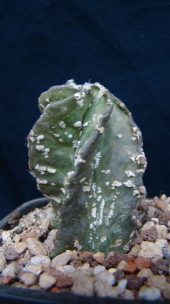 Atrophyrum myriostigma cv. Hakuun - nudum - Astrophytum