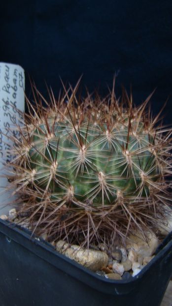 Sulcorebutia marianana lauii- VS 396 - Sulcorebutia