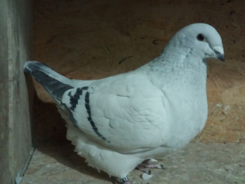 F.2016 - Femele 2017