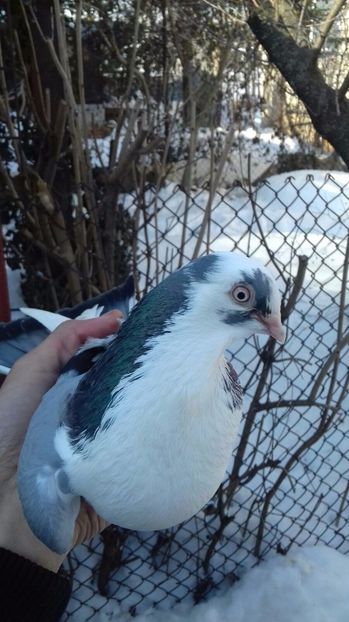 IMG-20170201-WA0002 - porumbei galateni pe vanat