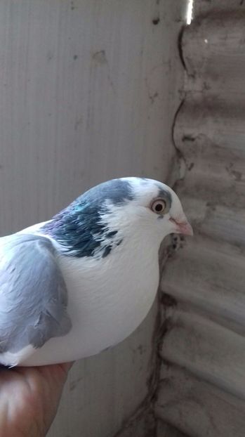 IMG-20170201-WA0001 - porumbei galateni pe vanat