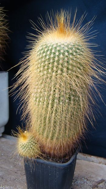 Eriocactus  leninghausii - Eriocactus