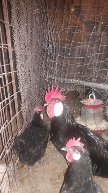  - MINORCA 2017  FAM 1