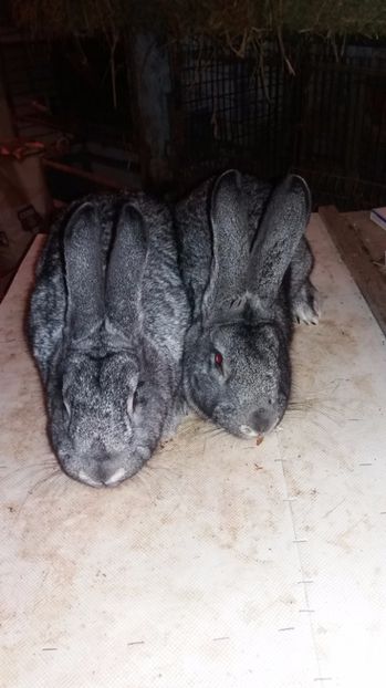 MASCUL SI FEMELA - CHINCHILA MARE