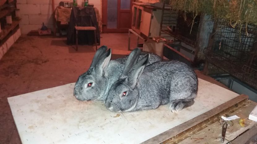 MASCUL SI FEMELA - CHINCHILA MARE