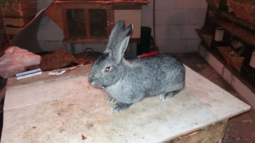 MASCUL - CHINCHILA MARE