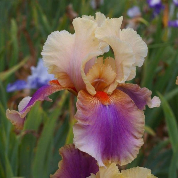 iris-germanica-colette-thurillet- - primavara 2017