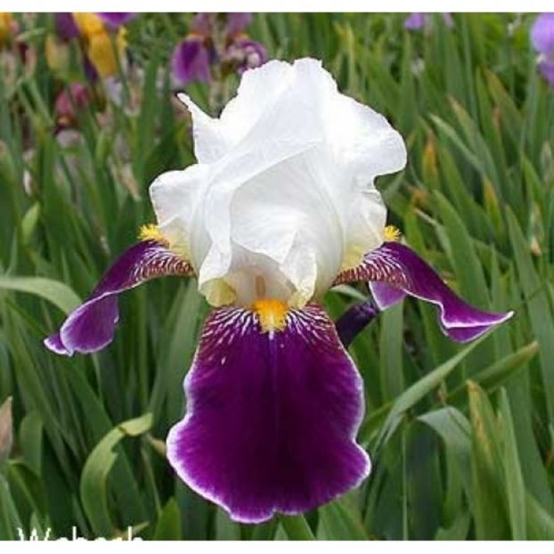 iris-germanica-wabash - primavara 2017