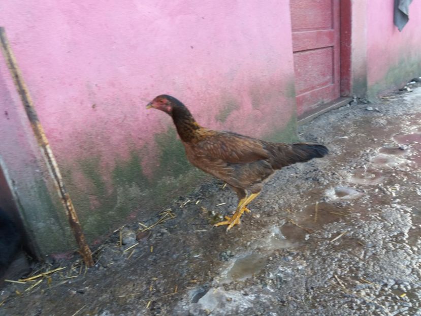  - 10 Combatanta malaeza 2016-vandut