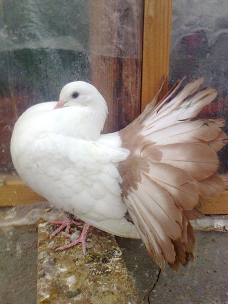 Femela 3, 2016 - 4 --- Femele