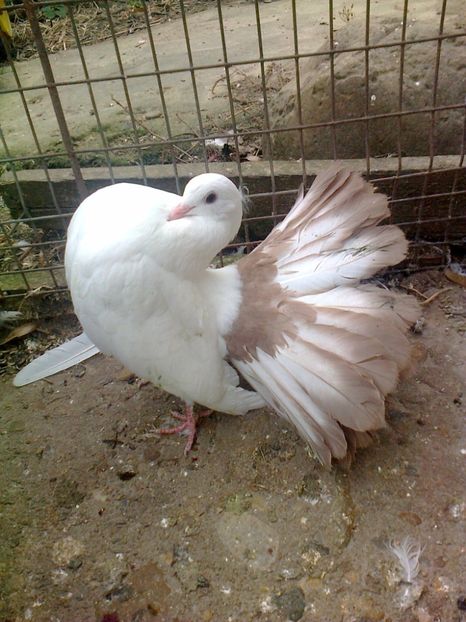 Fotografie2564 - 4 --- Femele