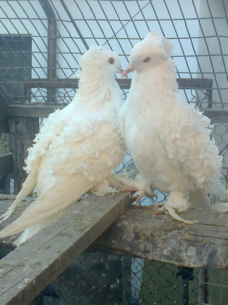 Perechea 1, 2016 - E ___ CRETI FRANCEZI ALBI