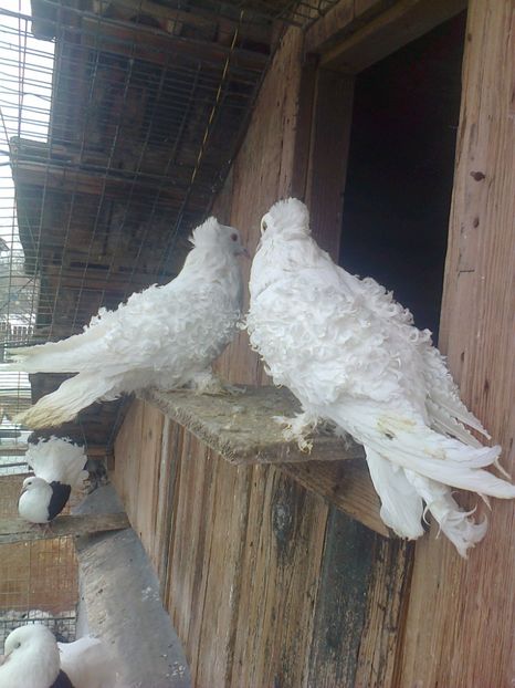 Perechea 2, 2016 - E ___ CRETI FRANCEZI ALBI