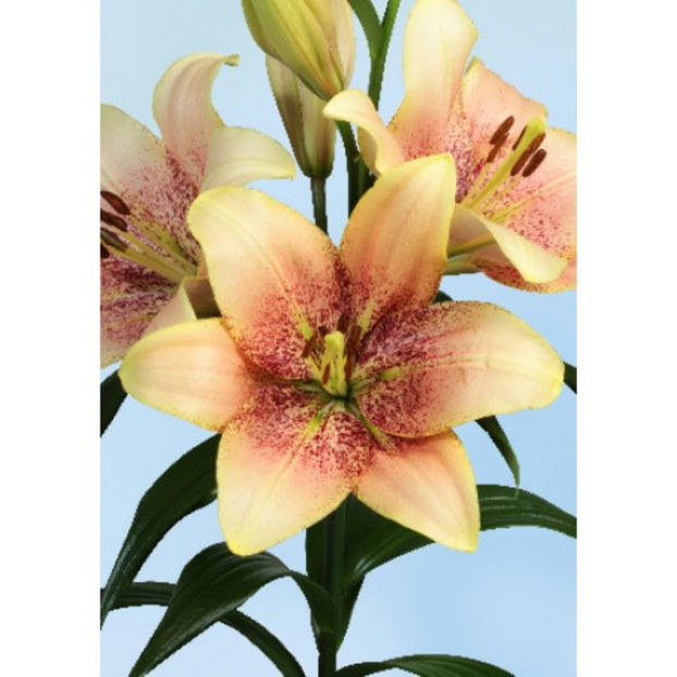 bulbi-crini-sweet-desire-02-500x500 - primavara 2017